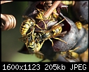 More Bug Macros - Hornets_7491.jpg (1/1)-hornets_7491.jpg