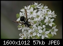More Bug Macros - Wasp-Garlic-Chive_6787.jpg (1/1)-wasp-garlic-chive_6787.jpg