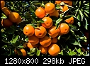 Oranges-oranges.jpg