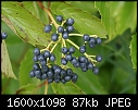 Various Macros - Virburnum-fruit_6489.jpg (1/1)-virburnum-fruit_6489.jpg
