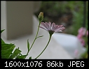 Various Macros - flower-cu2_2005.jpg (1/1)-flower-cu2_2005.jpg