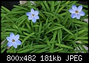Blue Lily-iphelion-rolffielder-52dsc03824.jpg