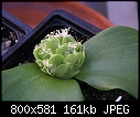 Macro of a plant-mossonia-echinata-128-dsc03828.jpg