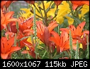 Odds-n-Ends - Lilies-group_6117.jpg (1/1)-lilies-group_6117.jpg