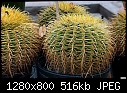 Golden Barrel Cactus   Echinocactus grusonii-golden-barrel-cactus-echinocactus-grusonii.jpg
