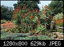 Aloe marlothii-aloe-marlothii.jpg