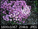 Miscellaneous Flowers - Mum_6933.jpg (1/1)-mum_6933.jpg