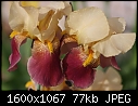 Miscellaneous Flowers - Iris-German_5282.jpg (1/1)-iris-german_5282.jpg