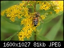 More Bug Macros - Bee-and-Goldenrod_6482.jpg (1/1)-bee-goldenrod_6482.jpg