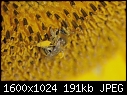 More Bug Macros - Bee-and-Sunflower_6948.jpg (1/1)-bee-sunflower_6948.jpg
