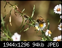 More Bug Macros - Bee-Aster-9.jpg (1/1)-bee-aster-9.jpg