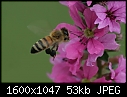 More Bug Macros - Bee-Flower_6762-.jpg (1/1)-bee-flower_6762-.jpg