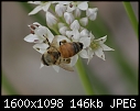 More Bug Macros - Bee-Garlic-Chive_6784.jpg (1/1)-bee-garlic-chive_6784.jpg