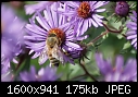More Bug Macros - Bee-PS_Aster_7320.jpg (1/1)-bee-ps_aster_7320.jpg
