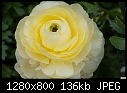 Ranunculus - pale yellow-ranunculus-.jpg