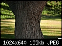 -tree-trunk.jpg