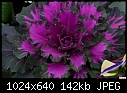 Decorative Cabbage - purple-decorative-cabbage-purple.jpg