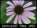 Flower Macros - Coneflower_5728.jpg (1/1)-coneflower_5728.jpg