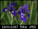 Flower Macros - Siberian-Iris_5411.jpg (1/1)-siberian-iris_5411.jpg