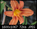 Flower Macros - Daylily_6087.jpg (1/1)-daylily_6087.jpg