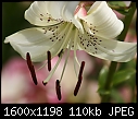 Flower Macros - Oriental-Lily-White_6028.jpg (1/1)-oriental-lily-white_6028.jpg