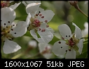 Flower Macros - Pear-Red-Anjou-CU-6.jpg (1/1)-pear-red-anjou-cu-6.jpg