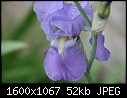 Flower Macros - Blue-Iris-1.jpg (1/1)-blue-iris-1.jpg