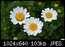 Little white flowers - filled with rainwater-little-white-flowers-filled-rainwater.jpg
