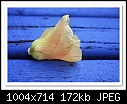 Cottontree Flower-8859 (Hibiscus Tiliaceus)-c-8859-cotflower-13-02-10-40-40.jpg