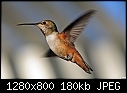 Female Rufous Hummingbird in air-female-rufous-hummingbird-air-1280x800.jpg