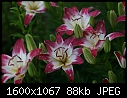 Lilies Macros - Lilies-Lollipop_5694.jpg (1/1)-lilies-lollipop_5694.jpg