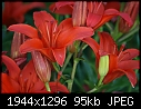 Lilies Macros - Lilies-Red-3.jpg (1/1)-lilies-red-3.jpg