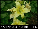 Lilies Macros - Lilies_Light_Yellow.jpg (1/1)-lilies_light_yellow.jpg