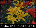 Lilies Macros - Lilies-Mixed.jpg (1/1)-lilies-mixed.jpg