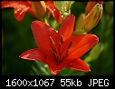 Lilies Macros - Lilies-Red_5677.jpg (1/1)-lilies-red_5677.jpg