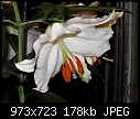 Lilies Macros - Lilies-Red_5677.jpg (1/1)-longwood-lilly-012a.jpg