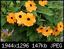 Miscellaneous Flowers - Black-eyed-Susan-2.jpg (1/1)-black-eyed-susan-2.jpg