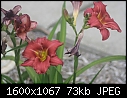 Miscellaneous Flowers - Daylilies-Mauve_6129.jpg (1/1)-daylilies-mauve_6129.jpg
