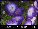 Miscellaneous Flowers - Petunias_5951.jpg (1/1)-petunias_5951.jpg