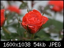 Miscellaneous Flowers - Rose-Mini_5823.jpg (1/1)-rose-mini_5823.jpg