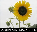 Miscellaneous Flowers - sunflowers-sky2a_2005.jpg (1/1)-sunflowers-sky2a_2005.jpg