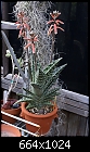Aloe variegata-aloe-variegata-74dsc03845.jpg