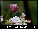 Miscellaneous Macros - Apple-Flower-Bud-2.jpg (1/1)-apple-flower-bud-2.jpg