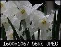 Miscellaneous Macros - Daffodils-White-wet-2.jpg (1/1)-daffodils-white-wet-2.jpg