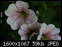 Miscellaneous Macros - Petunnia-White-n-Red_5649.jpg (1/1)-petunnia-white-n-red_5649.jpg