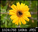 Yellow wildflower-yellow-wildflower.jpg