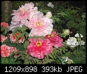 Flower show today-Tree Peony - DSC_2938.JPG (1/1)-dsc_2938.jpg