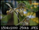 Orchids galore - DSC_2942.JPG (1/1)-dsc_2942.jpg