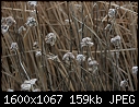 Winter Plants! - Bee_Balm-Winter_7666.jpg (1/1)-bee_balm-winter_7666.jpg