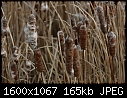 Winter Plants! - Cattails-Winter_7668.jpg (1/1)-cattails-winter_7668.jpg